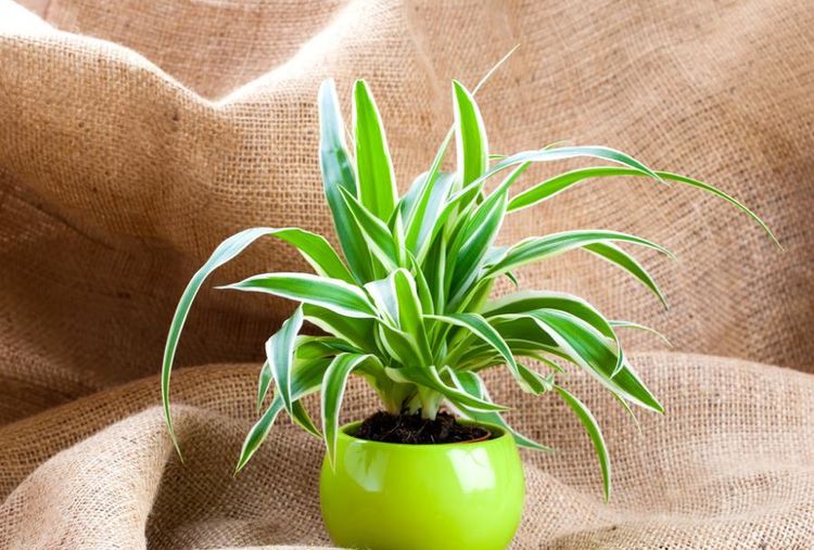 綠植除甲醛 綠植除甲醛